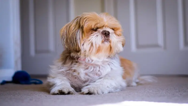 Why Shih Tzu are the Worst Dog