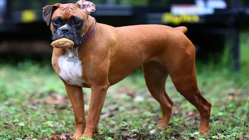 Boxer Pitbull Mix