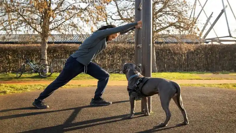 dog training